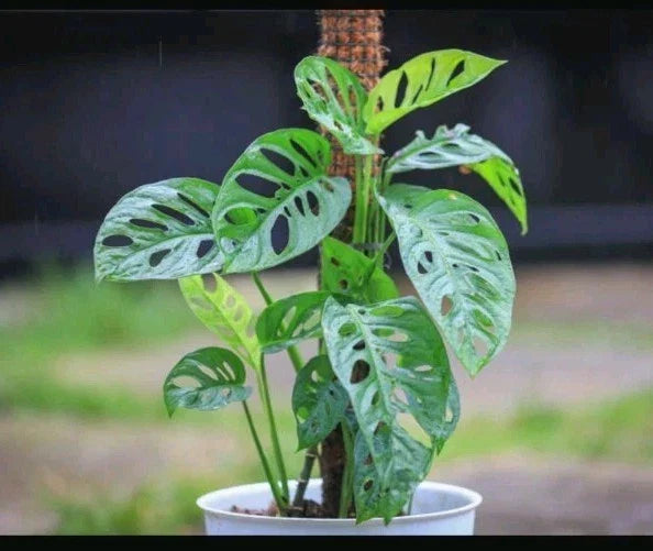 Monstera Cuttings - 3 Adanson's Monstera Swiss Cheese Plant Cuttings - Monstera adansonii
