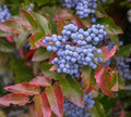 Creeping Barberry Bush Seeds - 50 Pack - Oregon Grape (Mahonia repens) - Ideal for Planting in Gardens and Landscapes
