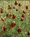 Dwarf Red Coneflower Seeds - Non-GMO Perennial Wildflower for Pollinators - 500 Seeds, Echinacea purpurea