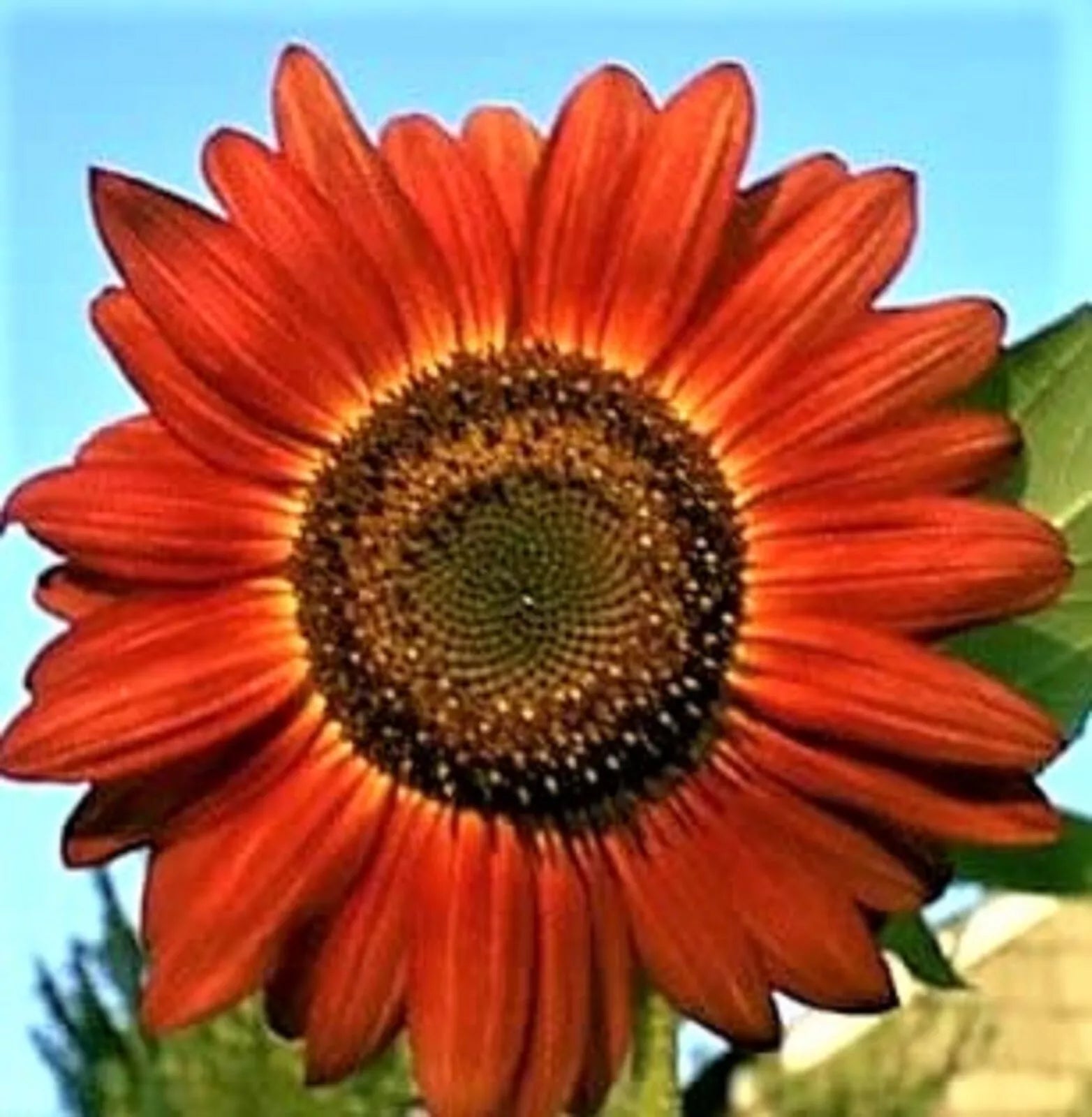 Sunflower Seeds 50+ Red Sun Non-GMO Helianthus annuus - Buy 4 Get Free Shipping