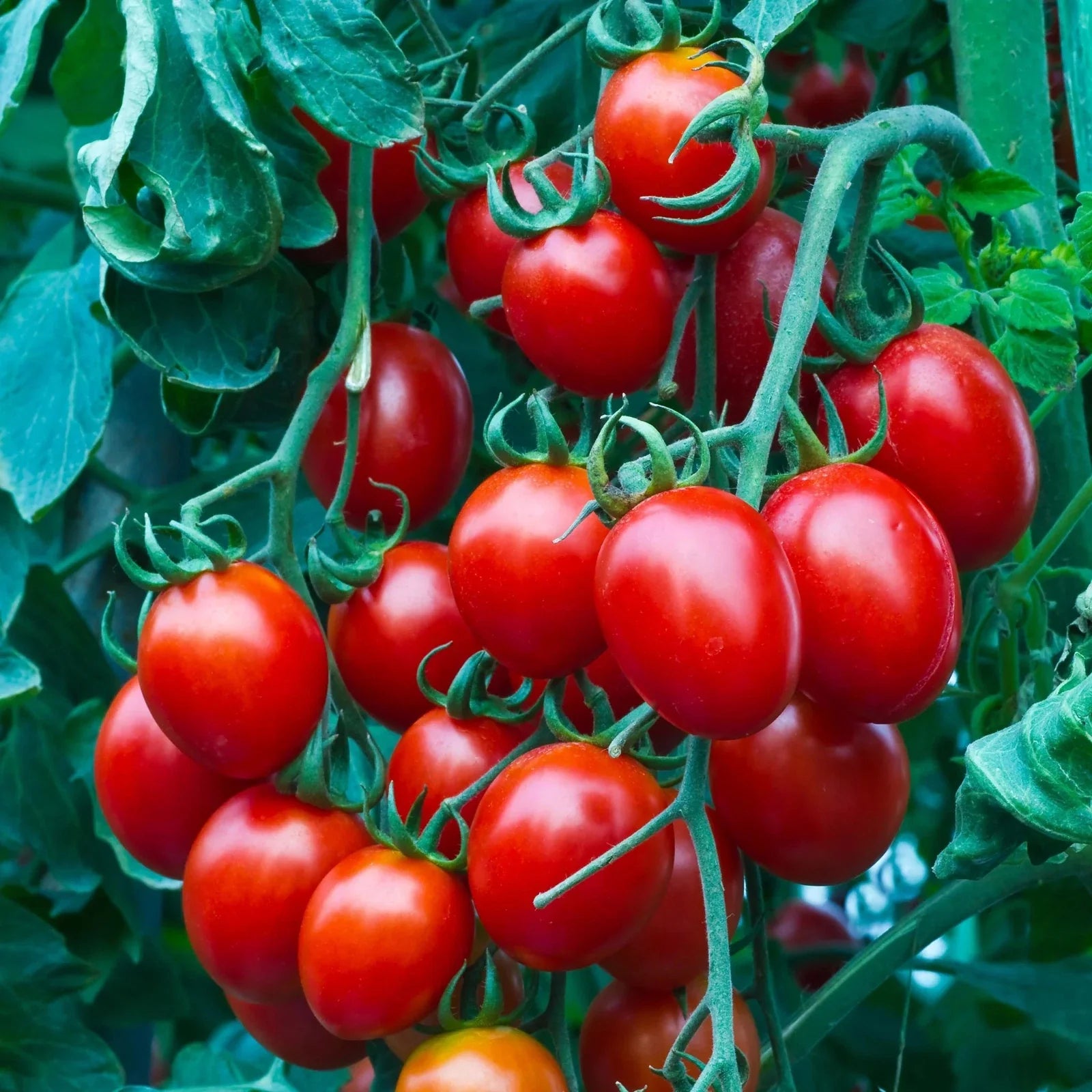 Small Cherry Tomato Seeds - Organic Heirloom Non-GMO - 10+ Pack - Sweet Variety