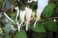 Honeysuckle Cuttings 10 Pack | White & Yellow Flowers | Lonicera japonica | Unrooted Vines for Garden Planting
