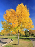 Green Ash Tree Seeds - 15 Pack - Fraxinus pennsylvanica - Ideal for Landscaping & Reforestation