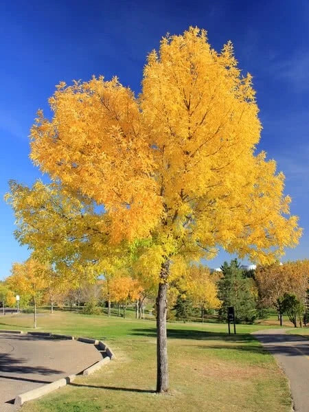 Green Ash Tree Seeds - 15 Pack - Fraxinus pennsylvanica - Ideal for Landscaping & Reforestation