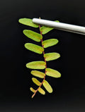 Marcgravia sp. Mendez Arrowhead Cutting | 10-Leaf Terrarium Plant | Unique Indoor Greenery
