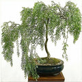 Willow Bonsai Cutting - Rare Indoor Plant - Salix spp. - Perfect for Beginners and Bonsai Enthusiasts