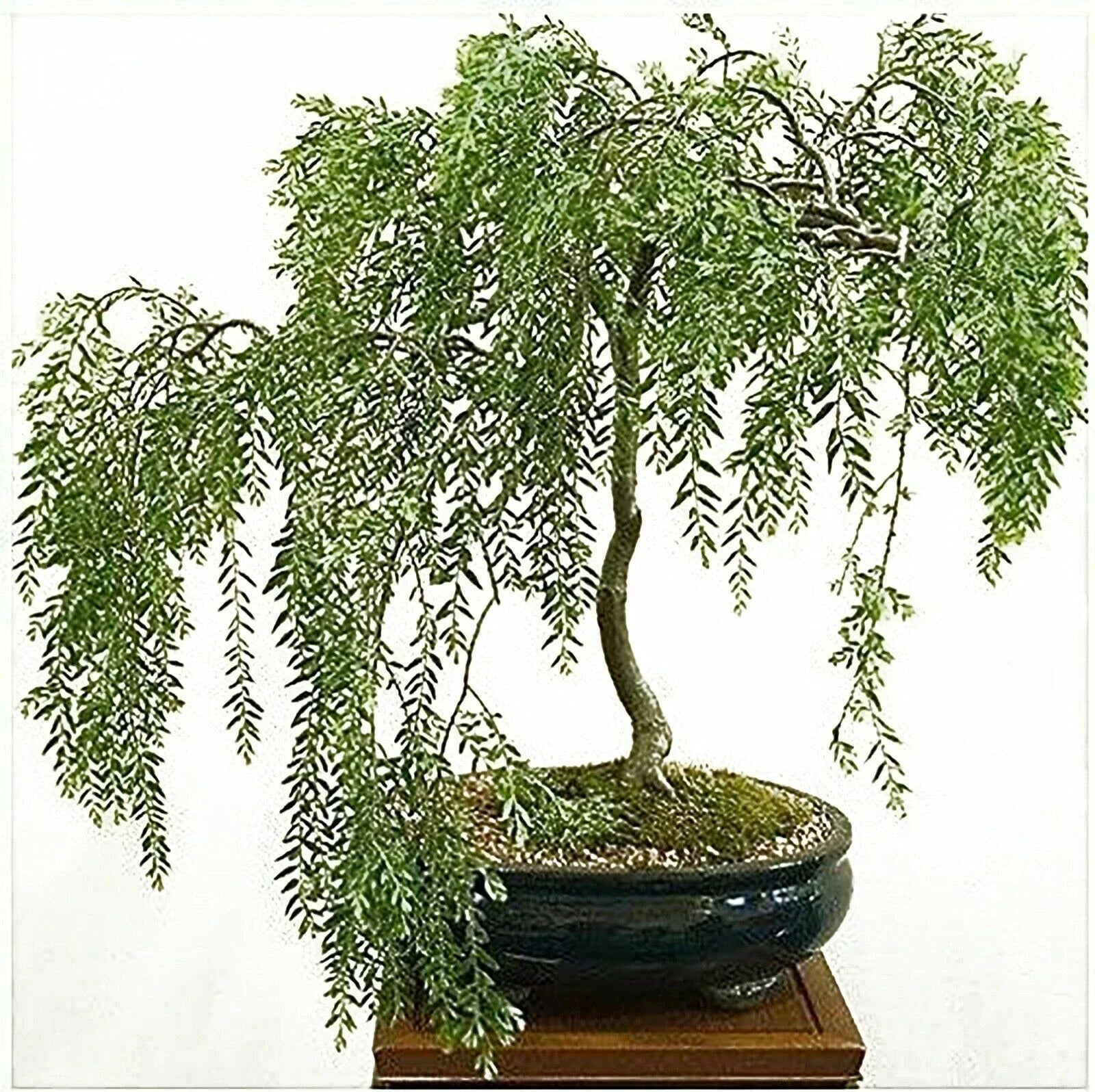 Willow Bonsai Cutting - Rare Indoor Plant - Salix spp. - Perfect for Beginners and Bonsai Enthusiasts