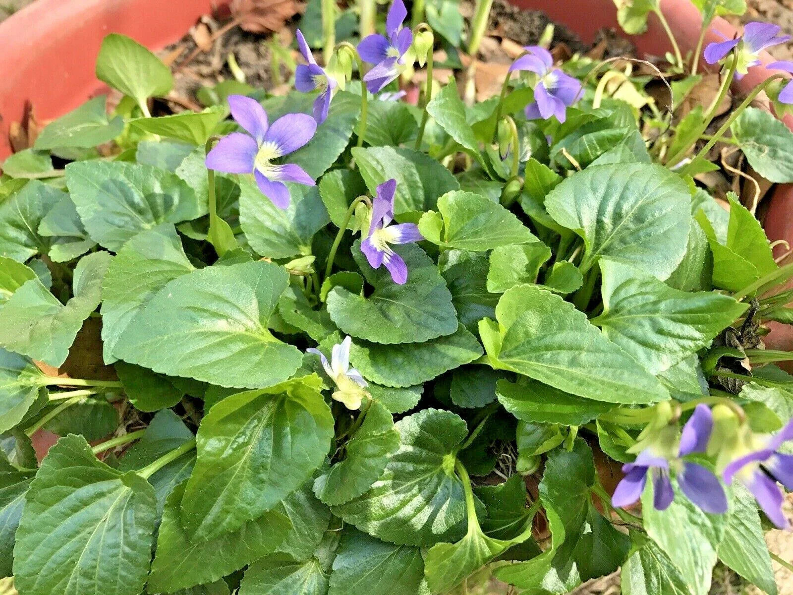 Purple Wild Violets Flower Bulbs - 100 Perennial Bare Root Plants - Viola sororia - Easy Grow Garden Essentials