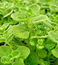 Succulent Vicks Plant 4" Plectranthus Tomentosa Live 2 Pack Minty Campho Herb
