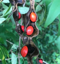 Erythrina Coral Cherokee Beans Seeds - 5 Pack - Florida Hummingbird Wildflower