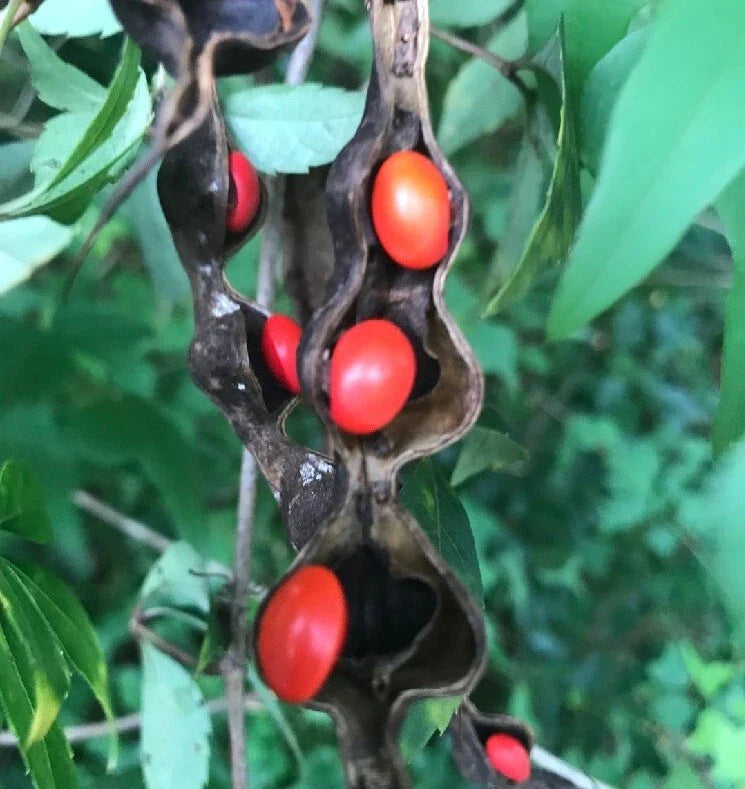 Erythrina Coral Cherokee Beans Seeds - 5 Pack - Florida Hummingbird Wildflower