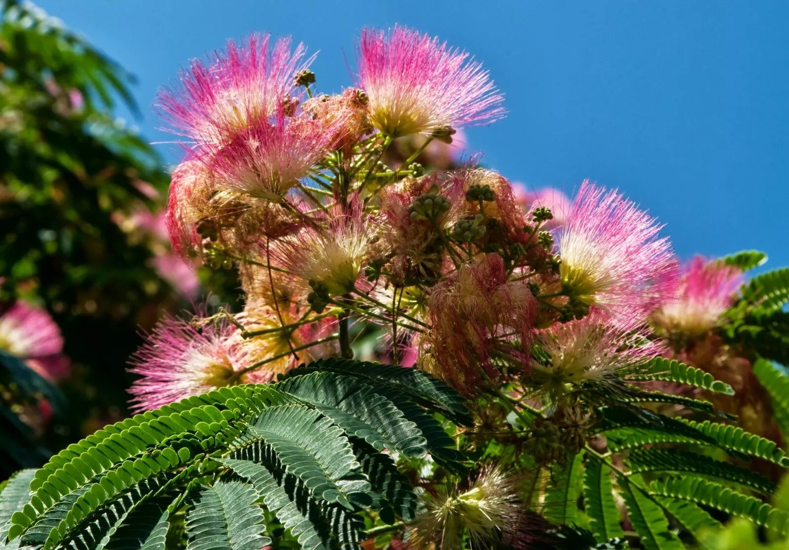 Persian Silk Tree Seeds - 30 Seeds of Albizia julibrissin - Exotic Flowering Plant for Gardens and Landscaping