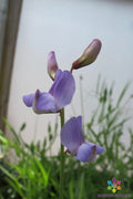 50+ Lathyrus paranensis Annual Sweet Pea Seeds - Heirloom Garden Seeds - Non-GMO - USA
