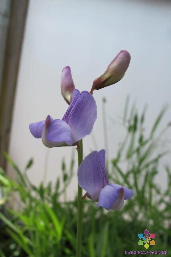 50+ Lathyrus paranensis Annual Sweet Pea Seeds - Heirloom Garden Seeds - Non-GMO - USA