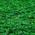 Alfalfa Cover Crop Seeds | NON-GMO Heirloom Seeds | Fresh Garden Seeds | Medicago sativa