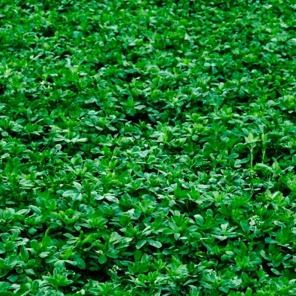 Alfalfa Cover Crop Seeds | NON-GMO Heirloom Seeds | Fresh Garden Seeds | Medicago sativa