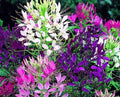 Queen Mix Spider Seeds - 100 Count - Clome Spinosa Perennial - Attracts Butterflies - US Seller