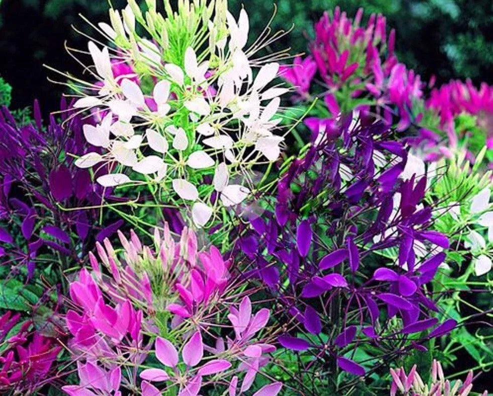 Queen Mix Spider Seeds - 100 Count - Clome Spinosa Perennial - Attracts Butterflies - US Seller