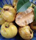 Pond Apple Seeds - 10 Seeds - Annona Glabra - Alligator Apple - Fresh 2024 USA