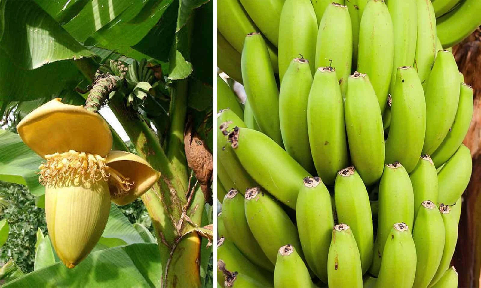Cold Hardy Banana Tree Starter Plant - Small Rooted Musa basjoo - Tropical Indoor/Outdoor Variety