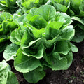 Romaine Lettuce Seeds, Parris Island, NON-GMO, Caesar Salad Variety, Lactuca sativa