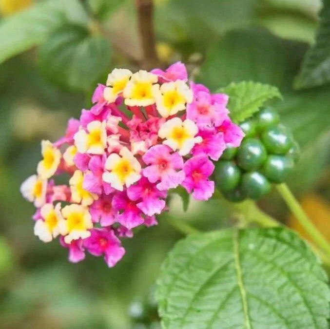 Lantana Chapel Hill Pink Huff Plugs 3-5" Cold-Hardy Groundcover Plant (Lantana camara) - No Ship to NM, AK, HI, PR, ID, MT, UT