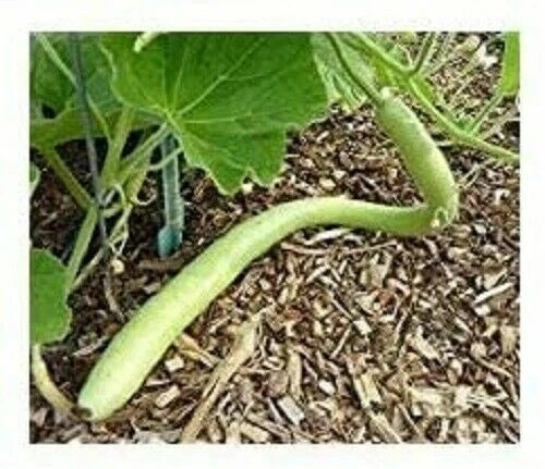 Cucuzzi Gourd Seeds - Edible Variety - Fresh Seeds - Cucurbita pepo - Free Shipping