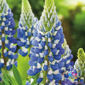Russell Blue Lupine Seeds - 25+ Pack - Blue Flowering Perennial - Lupinus polyphyllus - USA