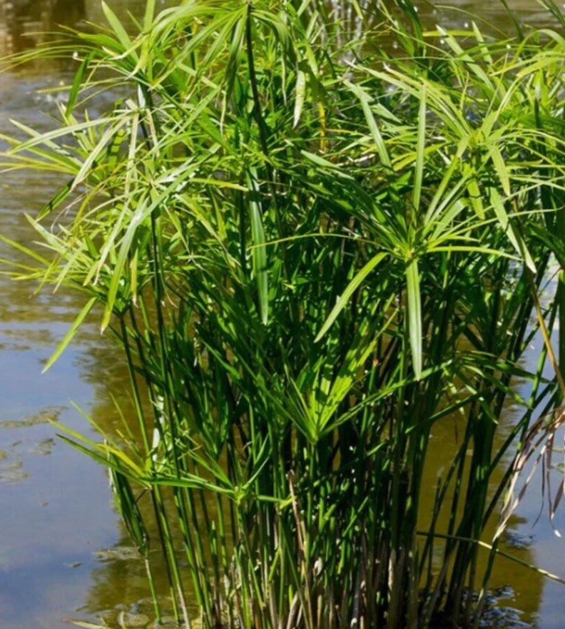 Cyperus Umbrella Palm Seeds - 25+ Seeds for Planting - Tropical Decorative Plant - Cyperus alternifolius