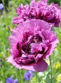 Double Purple Poppy Seeds - 200+ Seeds for Garden Planting - Papaver somniferum - USA Grown, Free Shipping