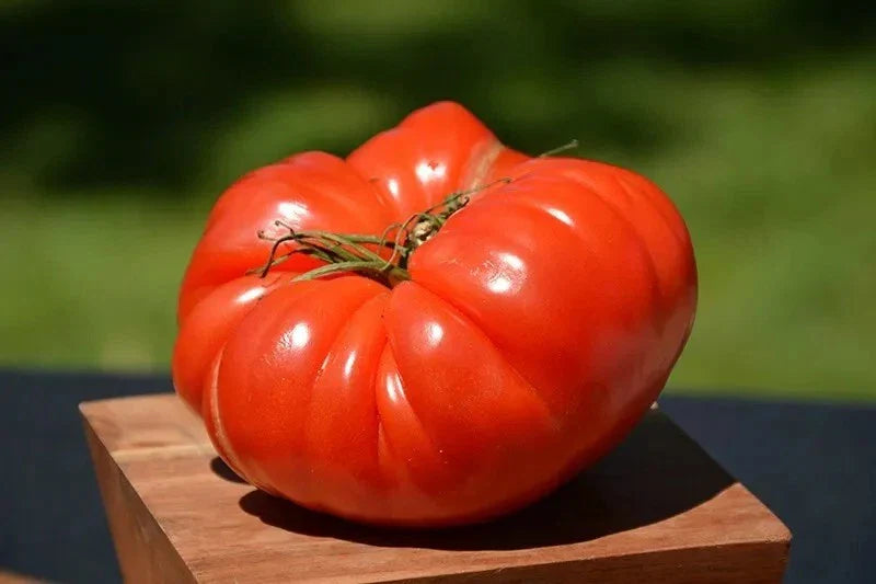 German Johnson Tomato Seeds - 120+ Non-GMO Organic Heirloom Seeds - Perfect for Home Gardening