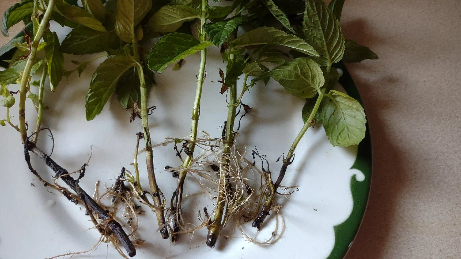 Mojito Mint Plant Cuttings 6+1 Free Organic Mentha Villosa نعنع شتل