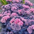 Sedum Mojave Jewels Sapphire Plant - Hardy Perennial Succulent for Summer Garden Bloom - Drought Tolerant Ground Cover