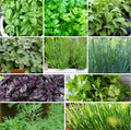 Herb Seeds Mix - 10 Pack Non-GMO Heirloom Variety for 2025 Planting - Perfect for Gardeners