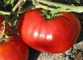 Non-GMO Tomato Seeds - World Record Beefsteak - Heirloom Variety - Delicious Flavor - Free Shipping