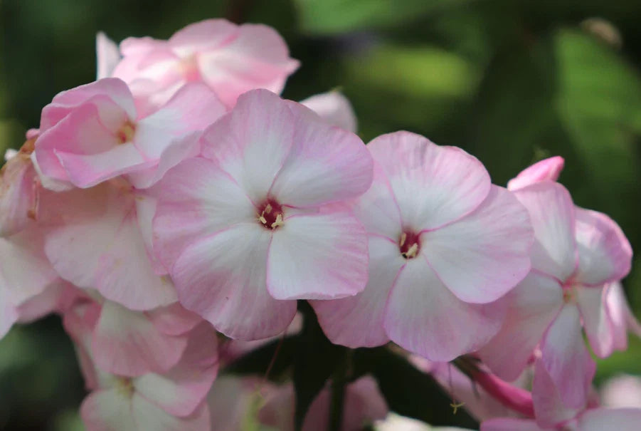 Mother of Pearl Phlox Seeds - 100+ Pack for Garden Planting - Phlox paniculata - USA Grown, Free Shipping