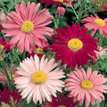 Painted Daisy Seeds - 300+ Multi-Color Perennial Flowers - USA Seller - Free Shipping - Tanacetum corymbosum