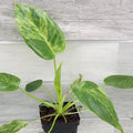 Philodendron giganteum Variegated | 4" Live Tropical Houseplant | Rare Giant Aroid | Indoor Plant