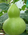Giant Bottle Gourd Seed - Lagenaria leucantha var gourda - Ornamental Use - Unique Gardening Seed