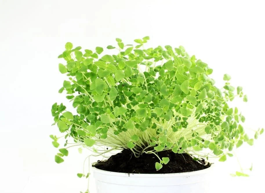 Chia Seeds for Planting - Microgreens Variety - Salvia hispanica - Organic, Non-GMO, Nutrient-Rich Superfood