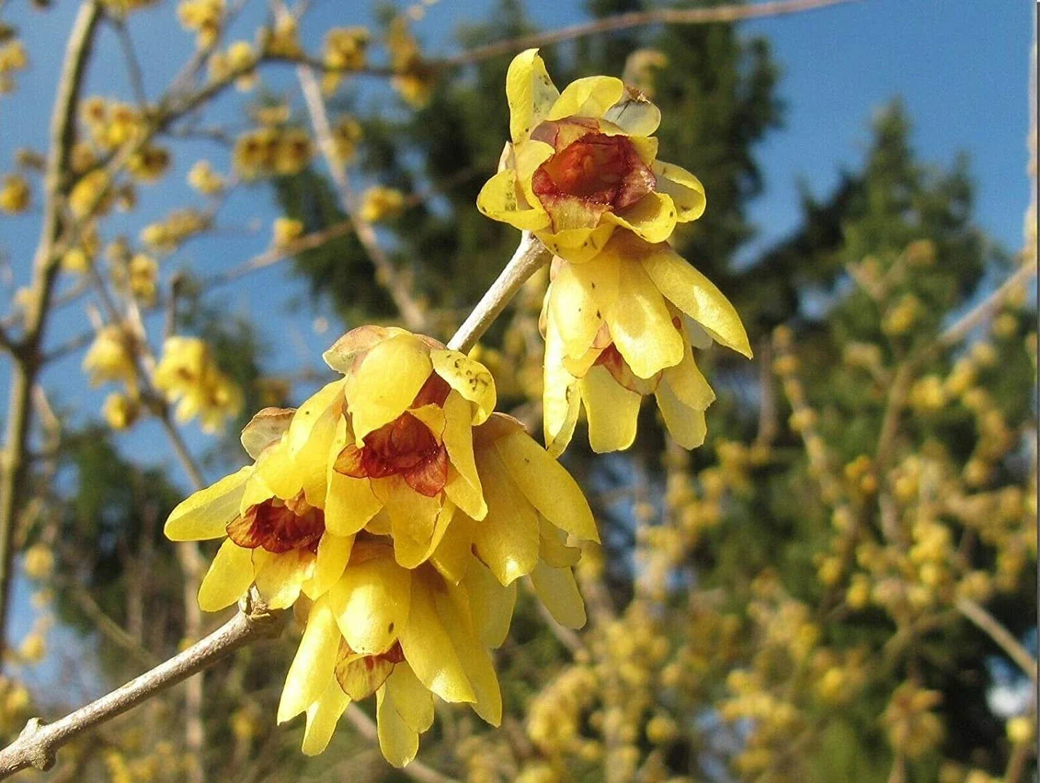Wintersweet Tree Seeds - 30 Seeds - Chimonanthus praecox - Fragrant Flowering Plant - Fast Shipping from I