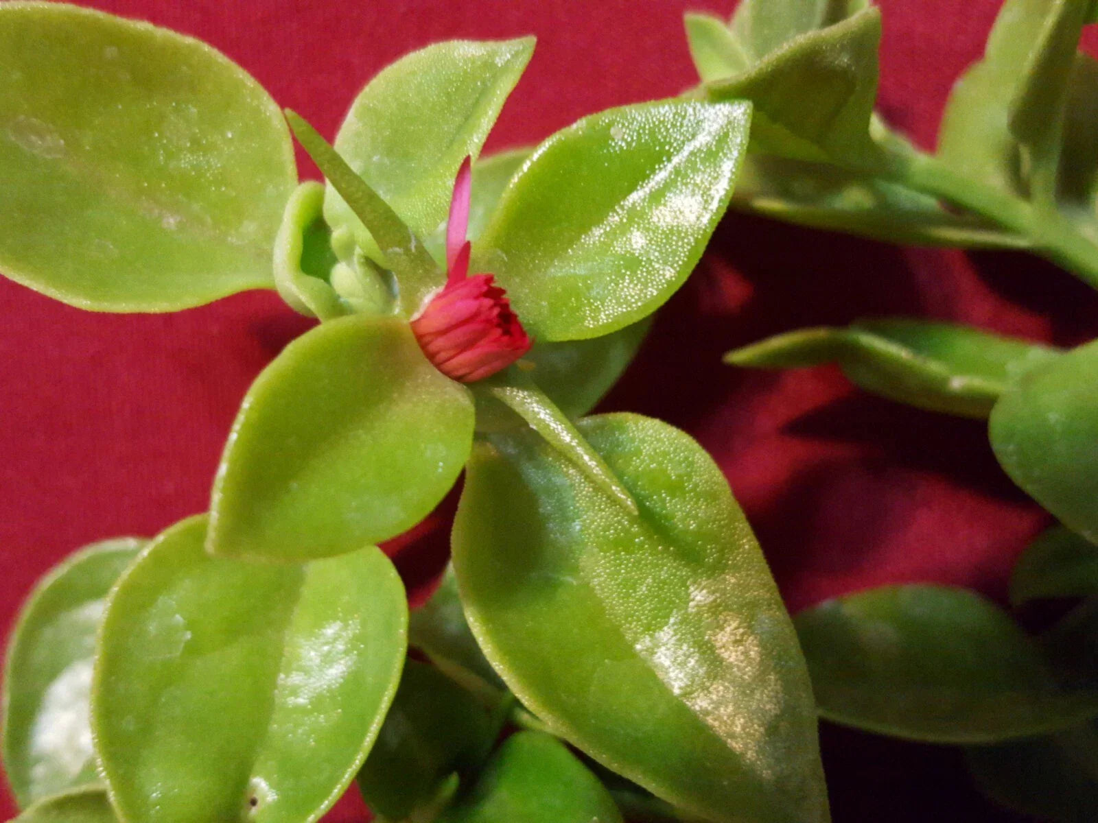 Sun Rose Cutting 10 pcs 3" to 5" Red Apple (Aptenia cordifolia) for Rooting