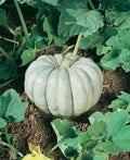 Blue Harvest Pumpkin F1 Seeds - Fresh Pumpkin Seed Variety for Planting - Heirloom Quality, Non-GMO