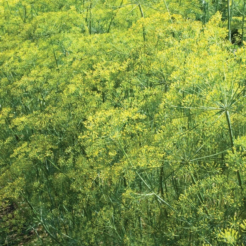 Dill Bouquet Seeds 1000+ Non-GMO Culinary Herb Spice Annual - Anethum graveolens, USA, Free Shipping