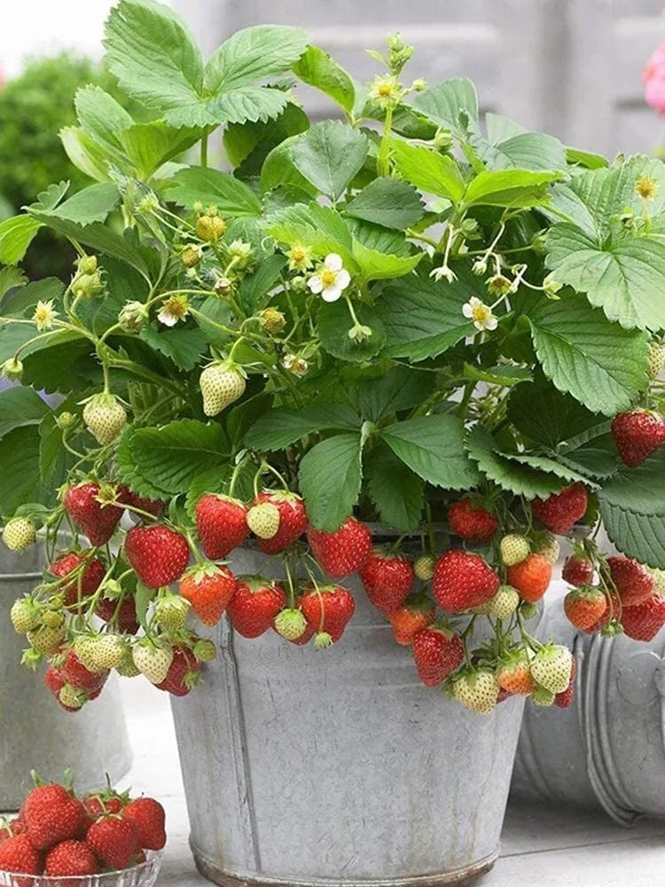 Wild Strawberry Seeds - 200+ Pack - Edible Garden Fruit - Fragaria Vesca - Heirloom Variety