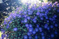 Morning Glory Seeds - 100 Seeds - Heavenly Blue Crisp Blooms - Ipomoea tricolor