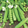 Little Marvel English Shelling Pea Seeds | Heirloom Sweet Snap Pea Seeds | 2025 New Variety | Pisum sativum