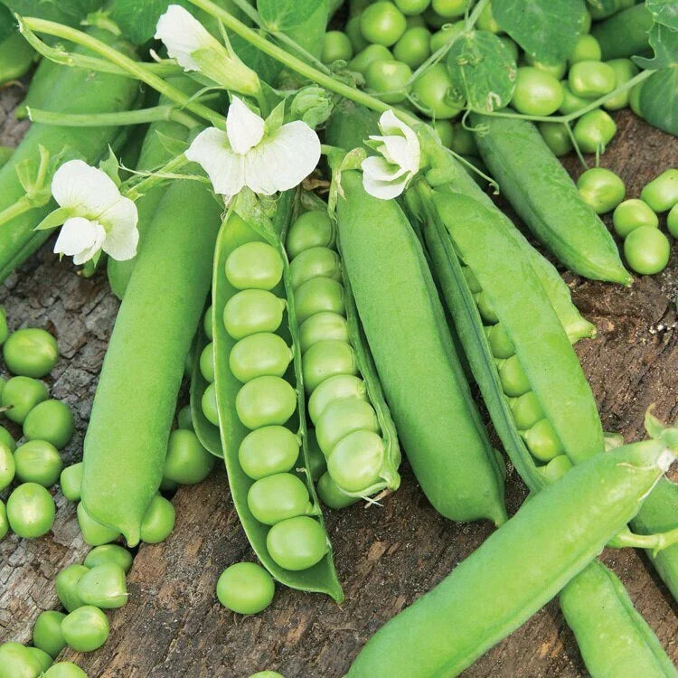 Little Marvel English Shelling Pea Seeds | Heirloom Sweet Snap Pea Seeds | 2025 New Variety | Pisum sativum
