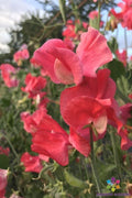 Pocahontas Sweet Pea Seeds - 50+ Pack for Garden Planting - Lathyrus odoratus - USA Grown, Free Shipping