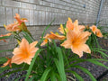 Daylily Plant 1pc Bare Root Apricot Peach Orange Hemerocallis